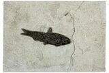 Detailed Fossil Fish (Knightia) - Wyoming #233906-1